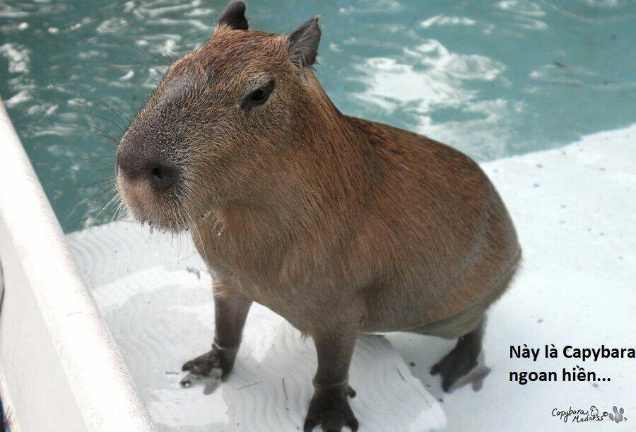 Không Xóa Sổ Con Người Được!! Chapter 3.2 - 12