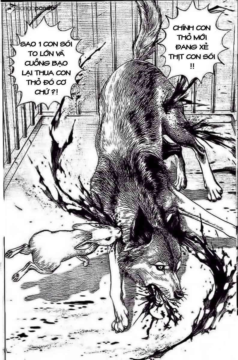 Tough - Miyazawa Kiichi Chapter 234 - 16