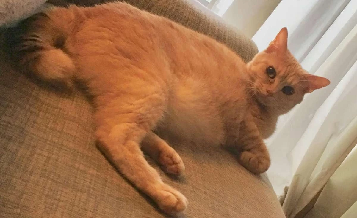 Boku No Kokoro Yabai Yatsu Chapter 50.58 - 17