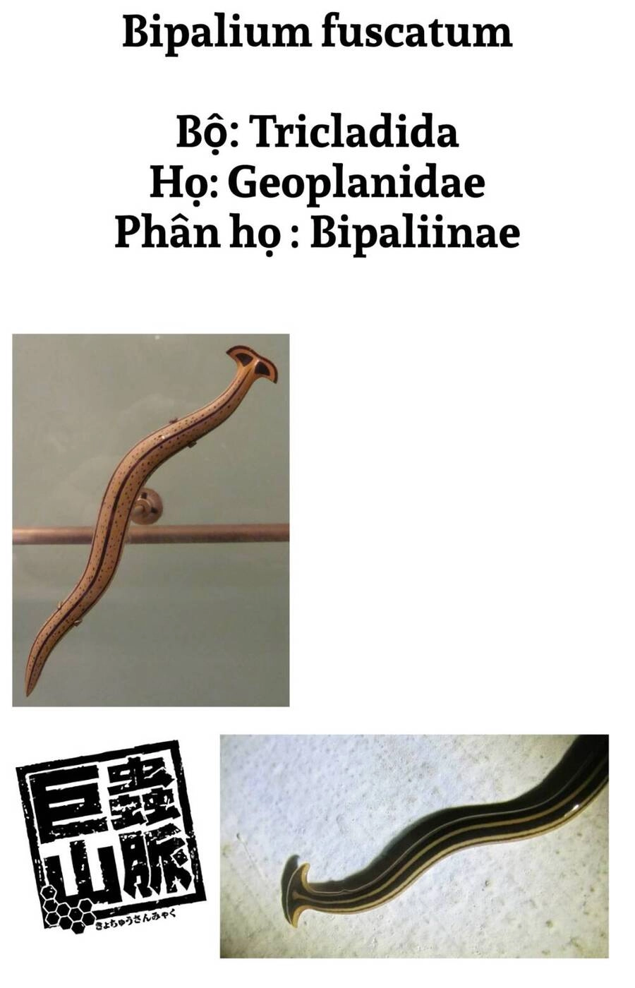 Dãy Núi Côn Trùng Chapter 3 - 28