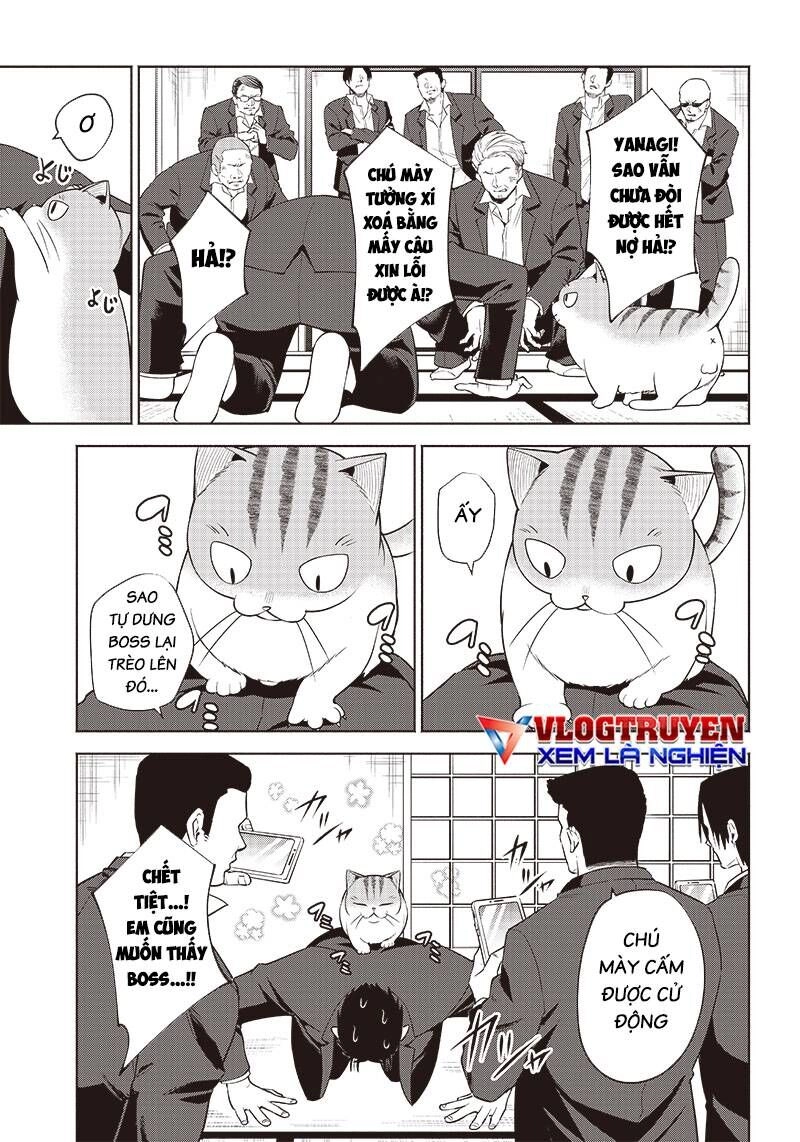 Đại Ca Băng Mèo Mướp Chapter 5 - 4