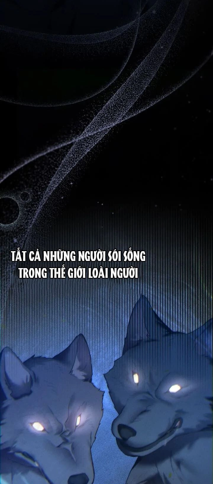 Chàng Người Sói Phát Điên Vì Tôi Chapter 30 - 39