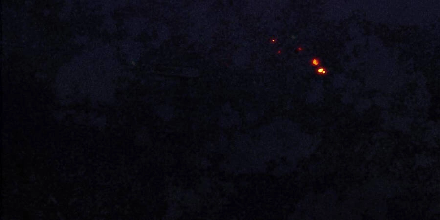 Vương Giả Săn Mồi Chapter 0 - 21