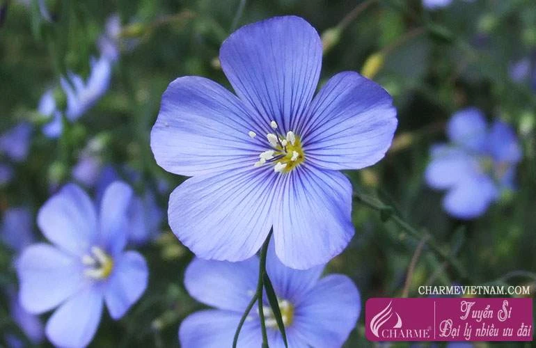 Ookami + Kareshi Chapter 2 - 7