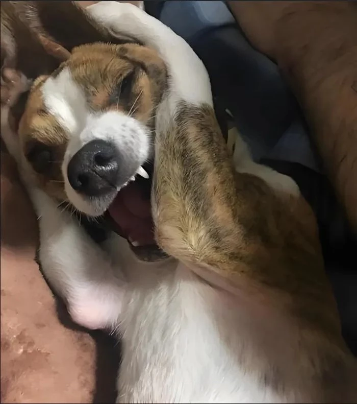 Kiếp Này Có Năm Mối Nhân Duyên Chapter 34 - 27