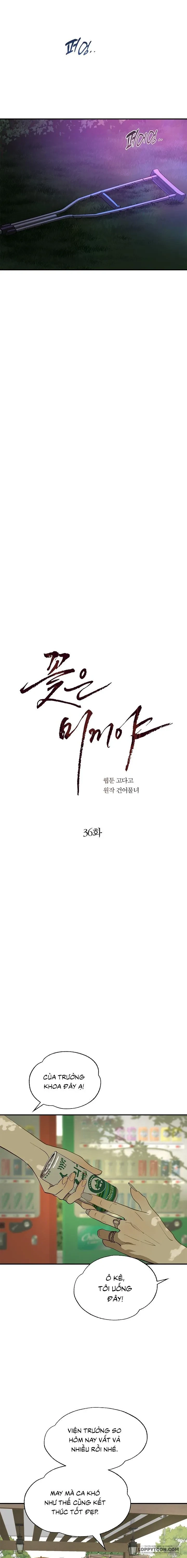 Đóa Hoa Là Mồi Nhử Chapter 36 - 11