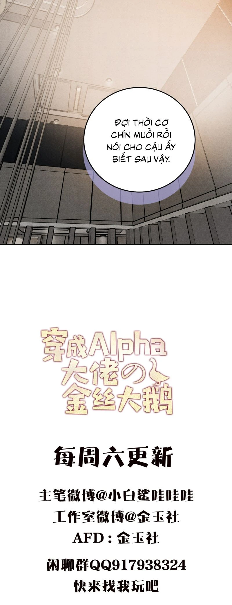 Xuyên Thành Con Ngỗng Vàng Của Đại Lão Alpha Chapter 14 - 32