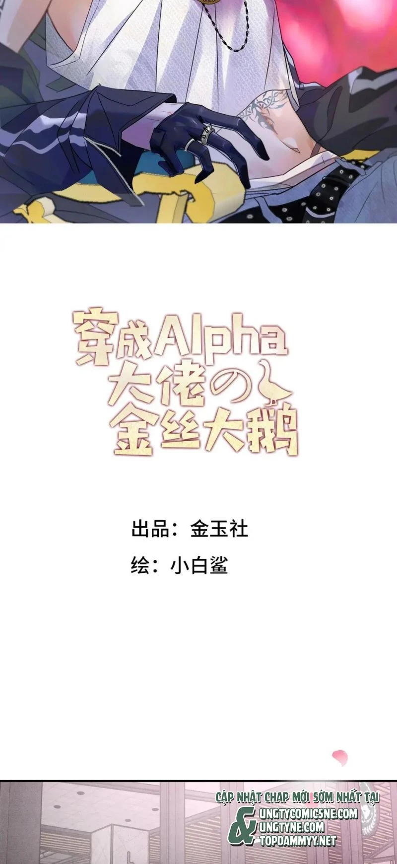 Xuyên Thành Con Ngỗng Vàng Của Đại Lão Alpha Chapter 50 - 2