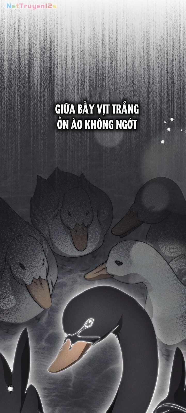 Mộ Thiên Nga Chapter  49 - 31