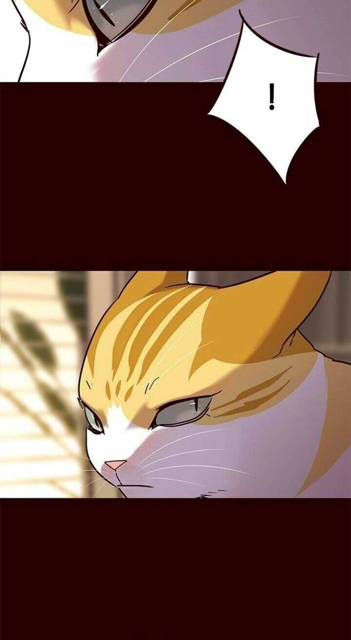 Hoá Thân Thành Mèo Chapter 96 - 11