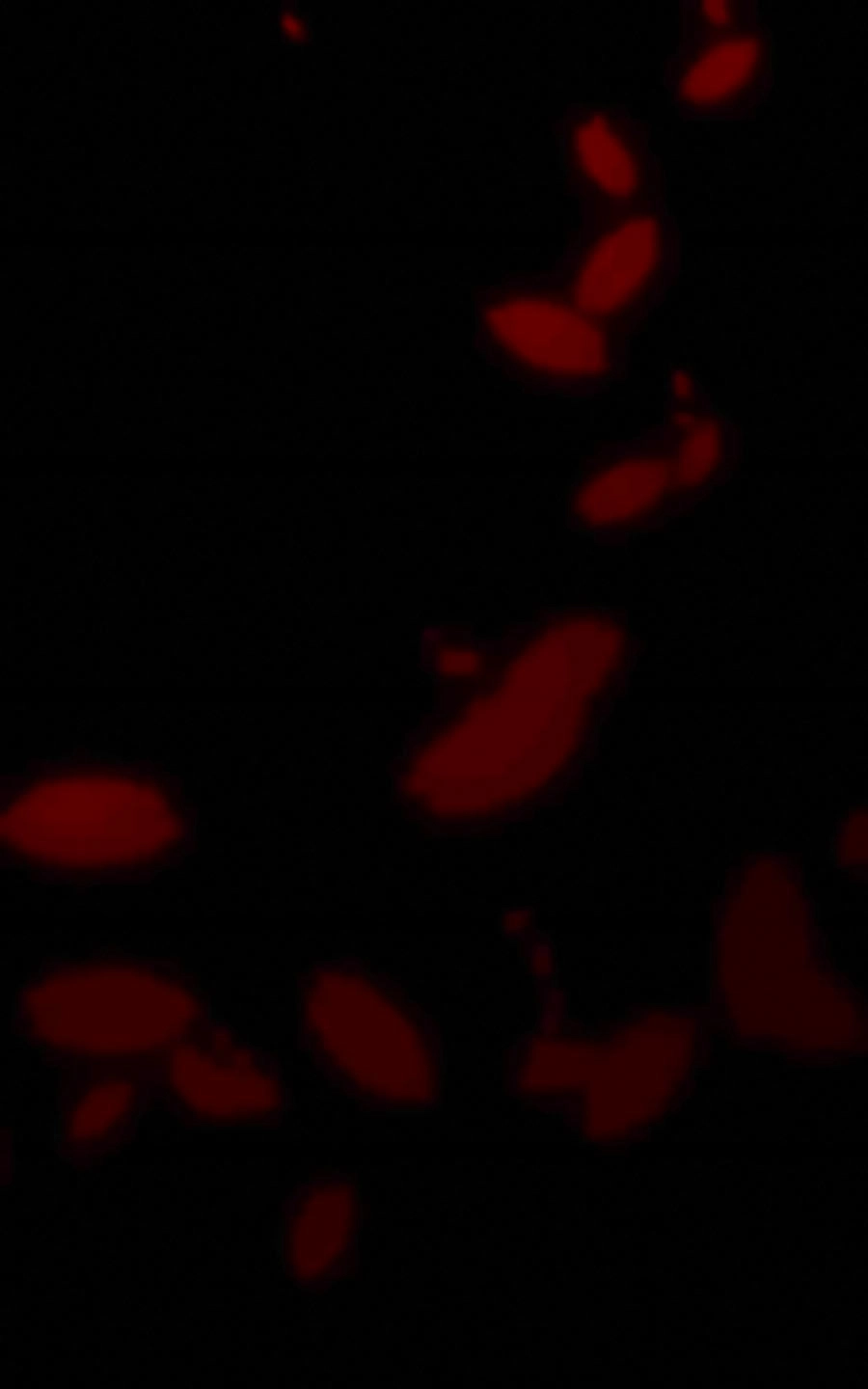 Tình Yêu Này Không Bán Chapter 24 - 21