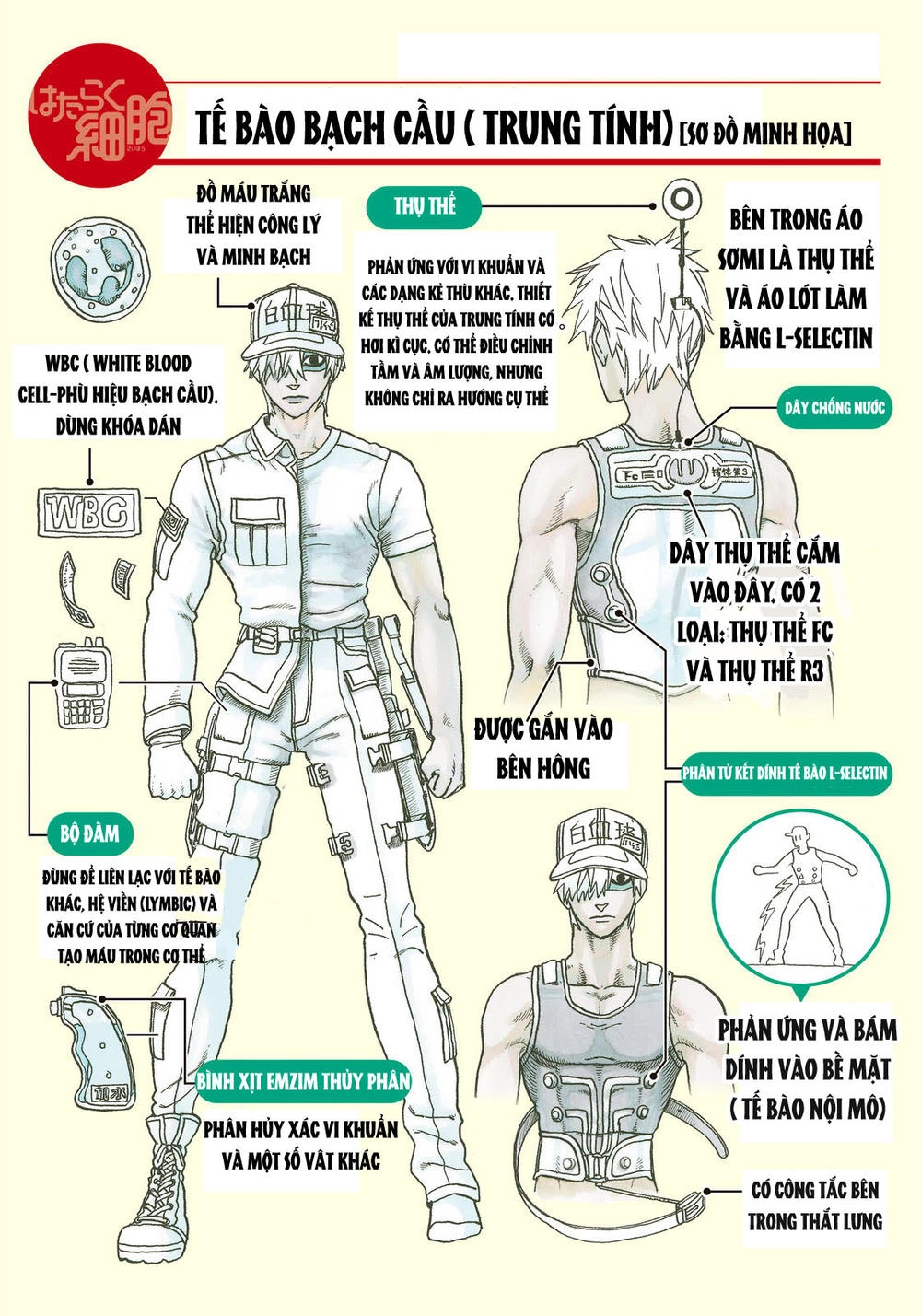 Hataraku Saibou! Chapter 14 - 33