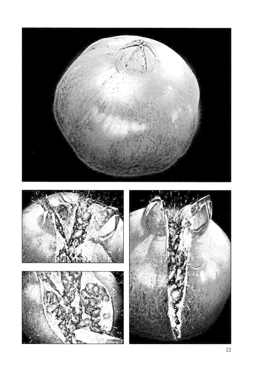 Innocent Chapter 9 - 23