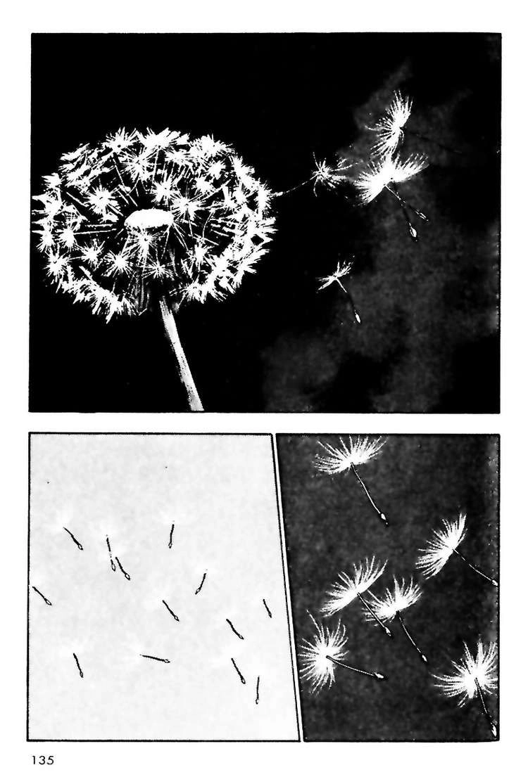 Shamo Chapter 17 - 13