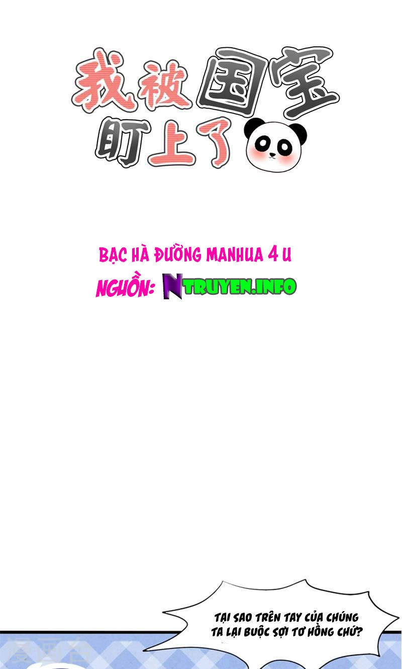 Tôi Bị Gấu Trúc Nhìn Trúng Rồi Chapter 19 - 1