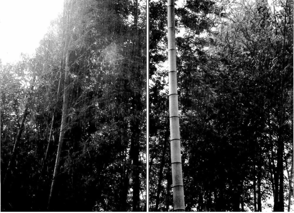 Bestia Chapter 10 - 3