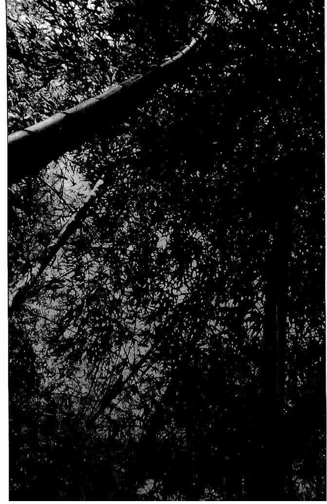 Bestia Chapter 11 - 23