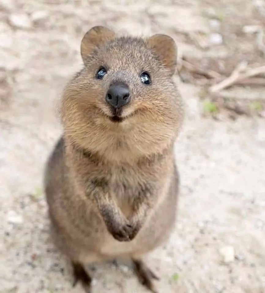 Thái Tử Phi Nhà Ta Thật Hung Hăng Chapter 16 - 160