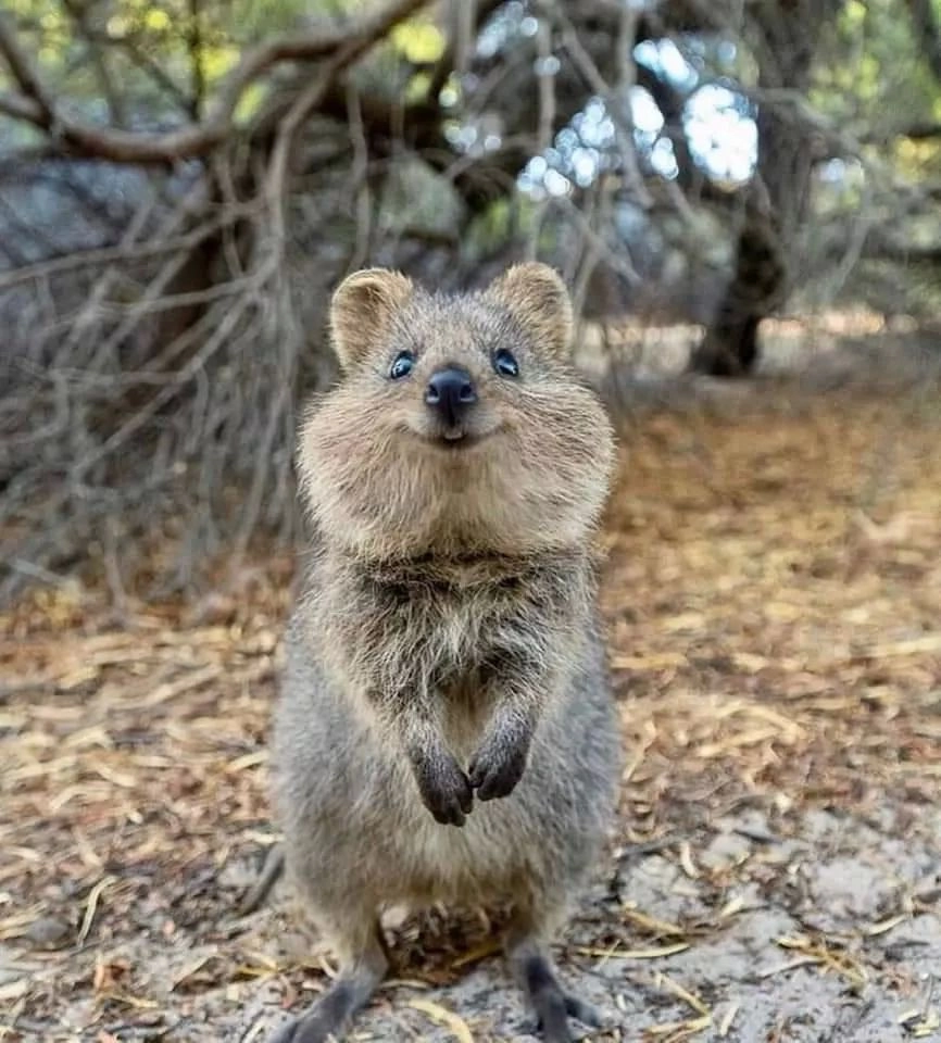 Thái Tử Phi Nhà Ta Thật Hung Hăng Chapter 16 - 162