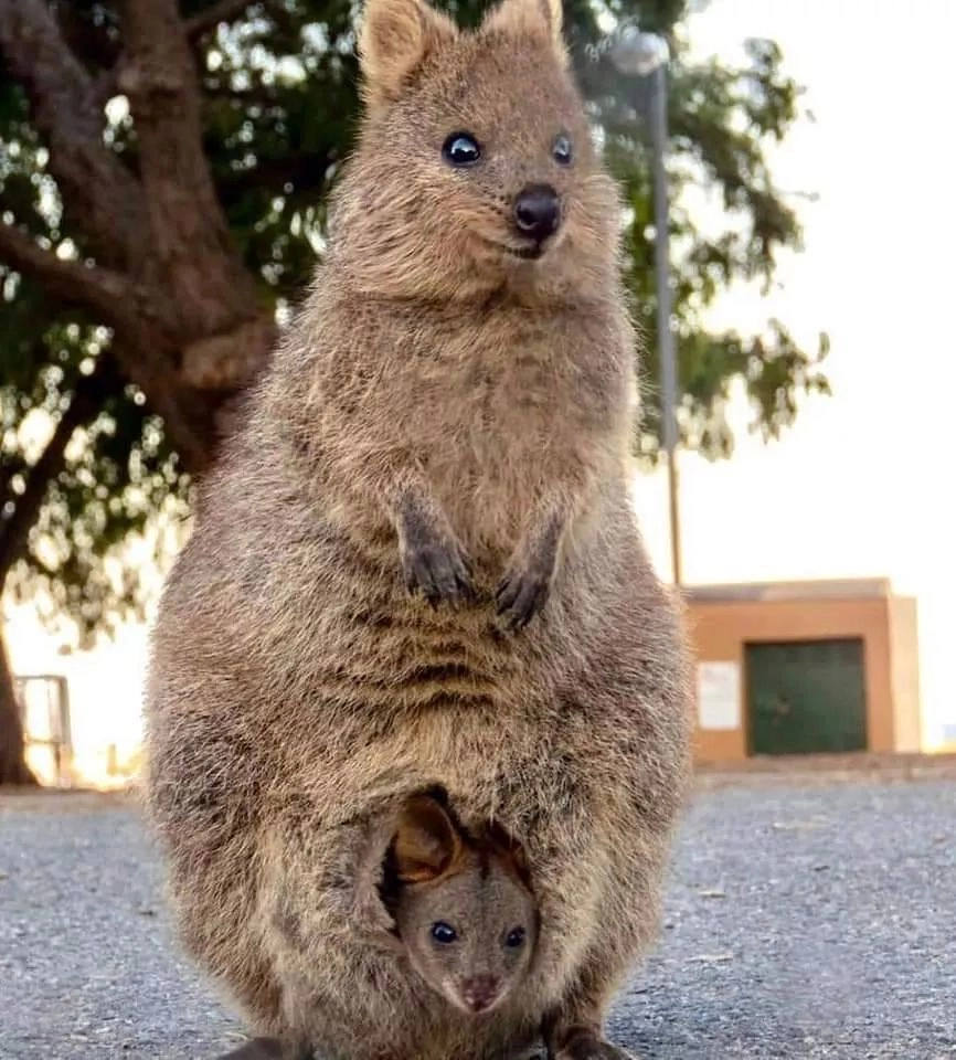 Thái Tử Phi Nhà Ta Thật Hung Hăng Chapter 16 - 164