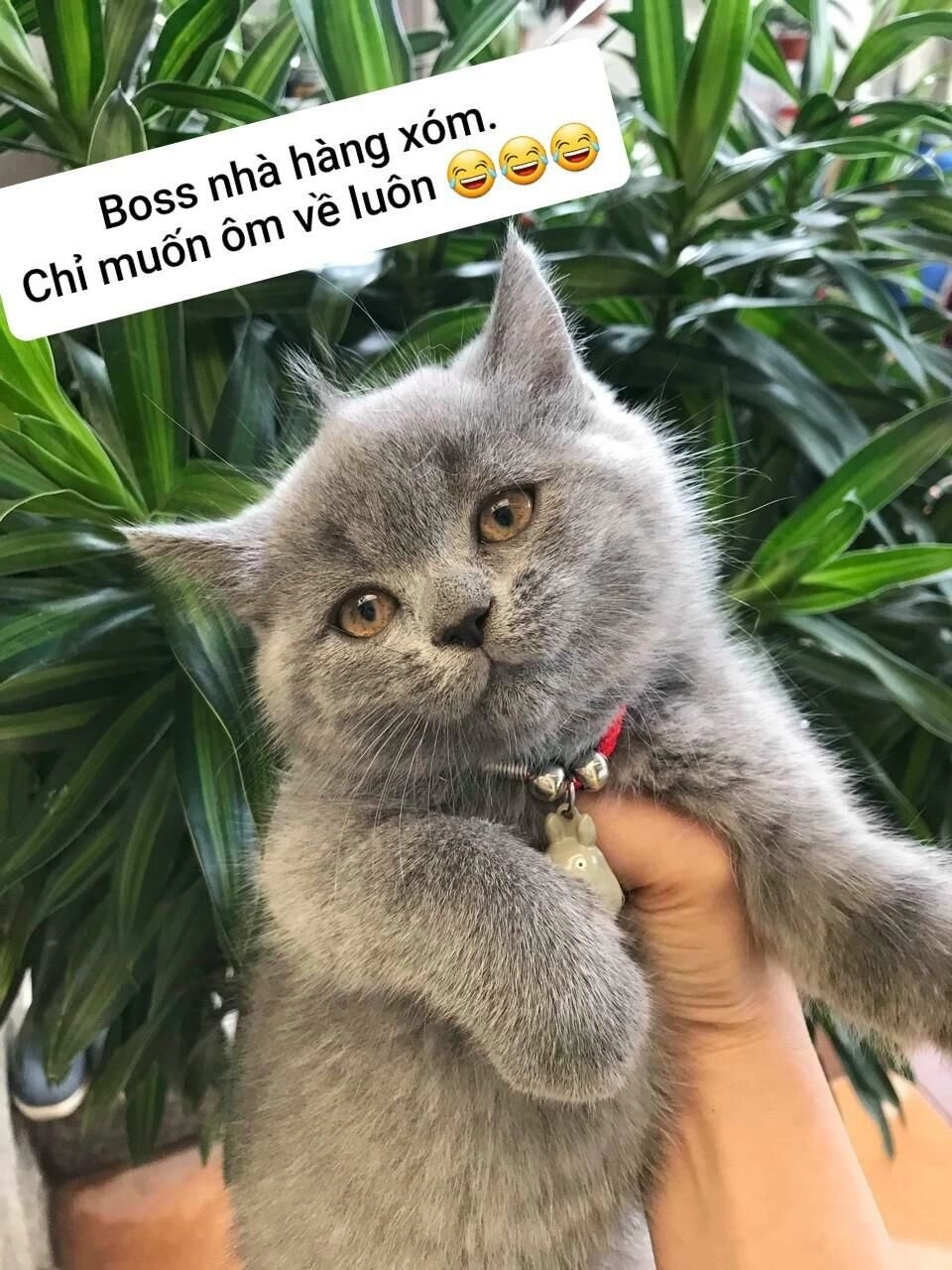 Thái Tử Phi Nhà Ta Thật Hung Hăng Chapter 32 - 35