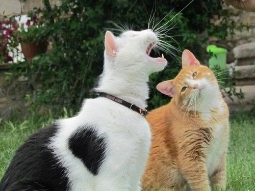 Not So Shoujo Love Story Chapter 12.5 - 4