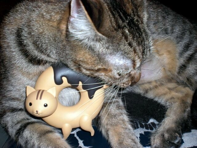 Donyatsu Chapter 12 - 16