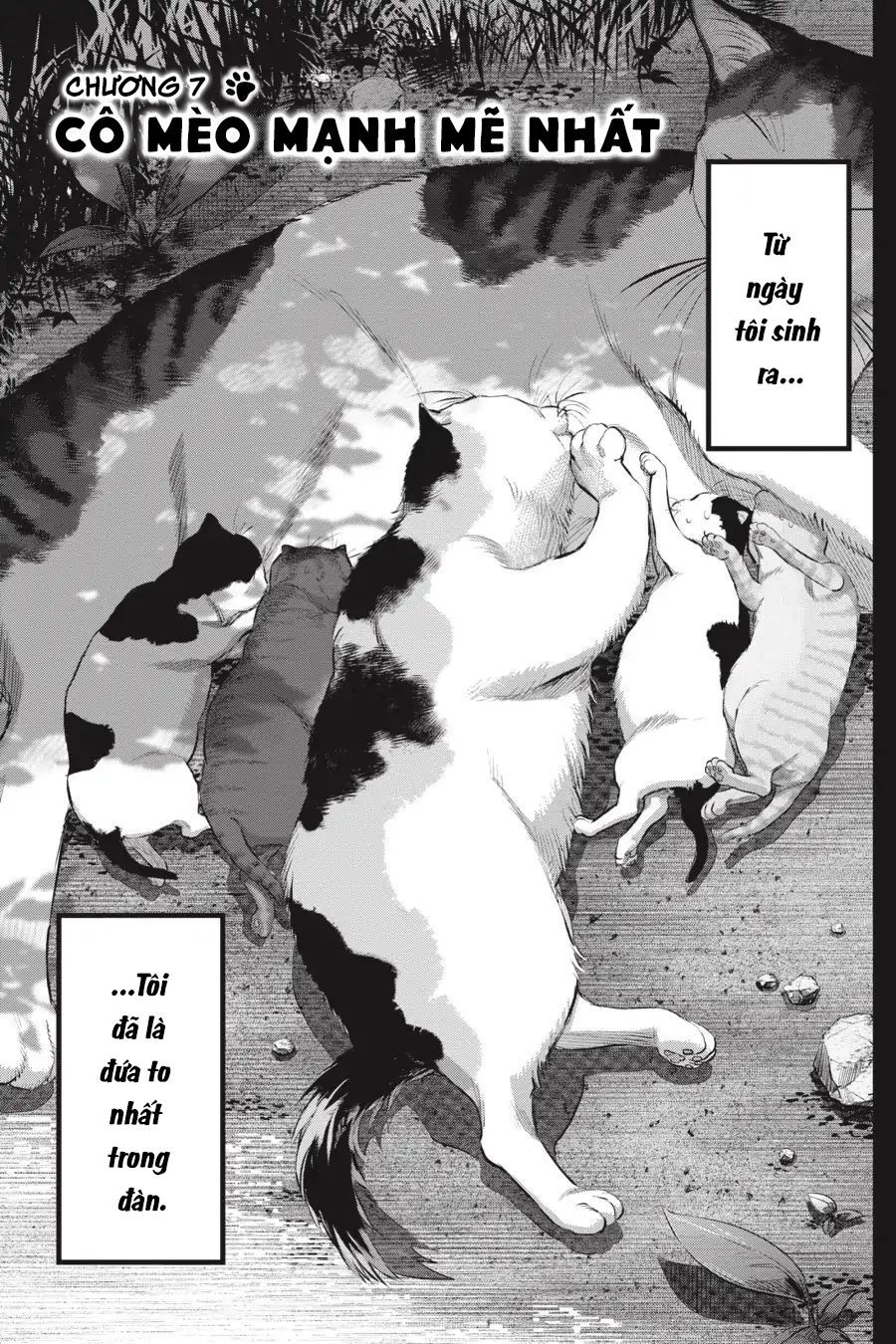 Nyankees Chapter 7 - 5