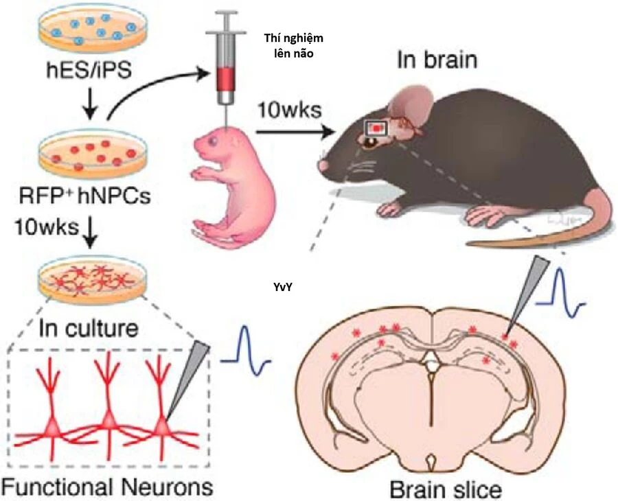 Ngay Cả Khi Hậu Tận Thế, Thật Hạnh Phúc Vẫn Còn Được Sống... Chapter 50.2 - 18