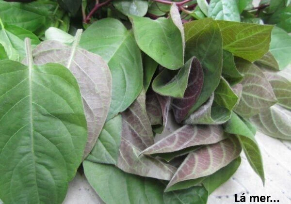 Ngay Cả Khi Hậu Tận Thế, Thật Hạnh Phúc Vẫn Còn Được Sống... Chapter 48.2 - 15