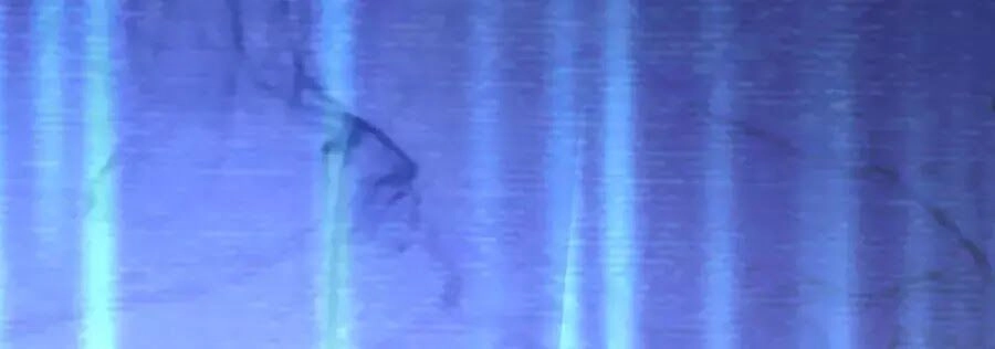 Dưỡng Thú Vi Phi Chapter 2 - 25