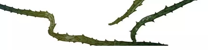 Yêu Long Đại Nhân Của Ta Chapter 5 - 51